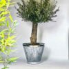 Kalimanta Planter - Image 3