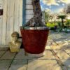 Kalimanta Planter - Image 2