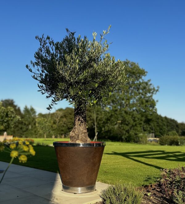 Kalimanta Planter